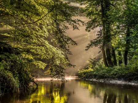 A river in the Netherlands - erdo, fak, folyo, hollandia, napsugarak, novenyzet, termeszet