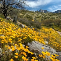 Spring Wildflowers at Catalina State Park north of Tucson, Arizona