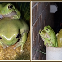 FROG COLLAGE