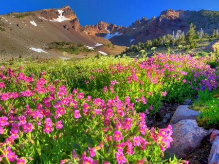 Spring in the rocky mountains - rozsaszin viragok, viragok, vadviragok, sziklas csucsok, hegyek, tavaszi, kek egbolt