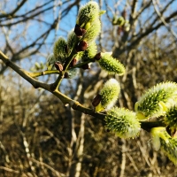 Pussy Willow