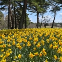 Daffodils in Park