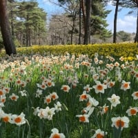 Daffodils in Park