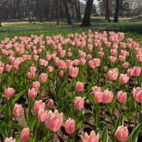 Tulips in Park