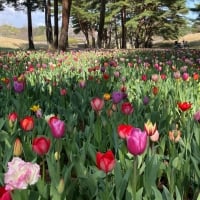 Tulips in Park