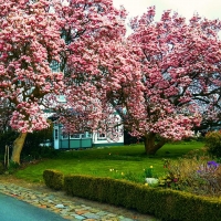 Spring Blossoms near Hamburg, Germany