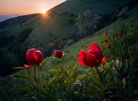 Peonies on the hillside - virag, bazsarozsa, kivirul, piros, termeszet, hegyoldal, napkelte