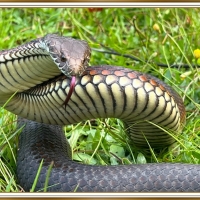 TIGER SNAKE