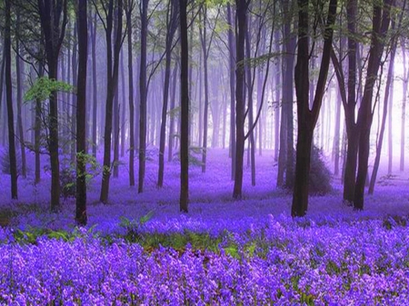 Purple lavender flowers in the misty forest - novenyzet, lila, viragok, termeszet, fak, levendula, erdo, kod