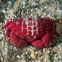 Red Crab