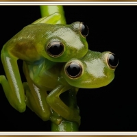 PAIR OF FROGS