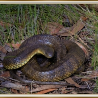 TIGER SNAKE