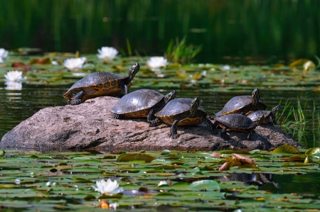 Turtles - tavacska, teknosbekak, vizi allat, allat, viragok, termeszet, tavi rozsa, feher