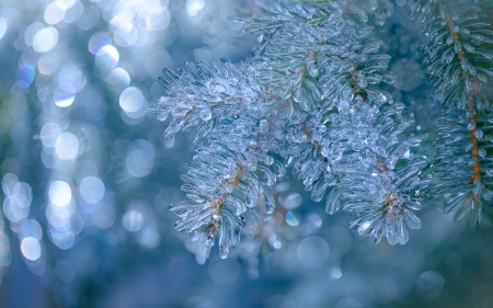 Frozen - branch, winter, ice, frozen, nature, blue