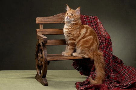 :) - animal, svetlana pisareva, ginger, wood, pisici, bench, orange, cat