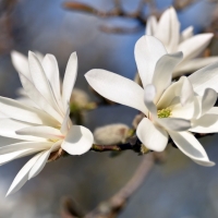 Magnolia