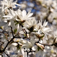 Magnolia