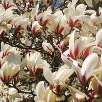 Magnolia