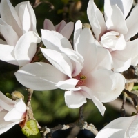 Magnolia