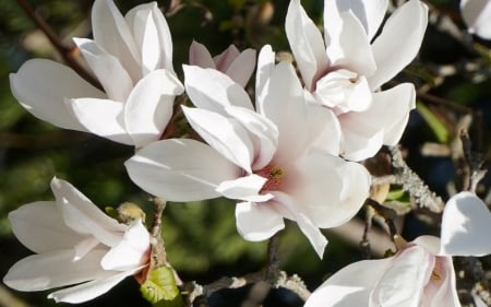 Magnolia - Latvia, blossoms, magnolia, white