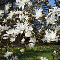 Magnolia