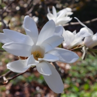 Magnolia