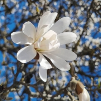 Magnolia