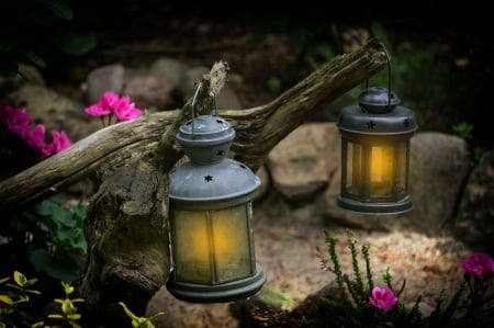 Lanterns on the tree branch - lampafeny, lampasok, rozsaszin viragok, lognak, faag, termeszet, kovek