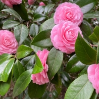 Camellias