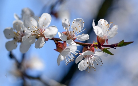 Plum Blossoms - Latvia, blossoms, white, plum, macro