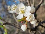 Plum Blossoms