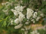 Bird-cherry