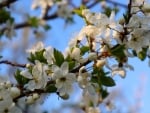 White Blossoms