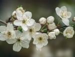 White Blossoms