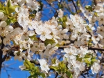 White Blossoms