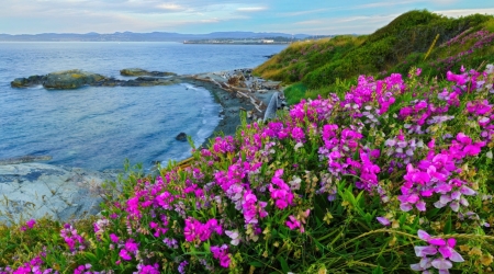 Beach pea flowers - wildflowers, sea, island, hills, Canada, grass, rocks, spring, ocean