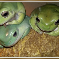 THREE FROGS