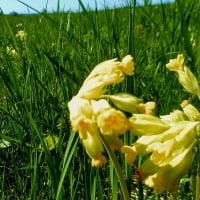 beautiful spring primrose