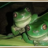 LOVELY FROGS