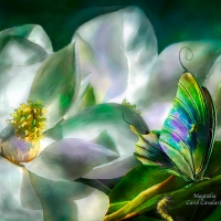 Magnolia Butterfly