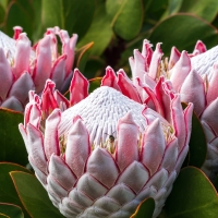 King Protea