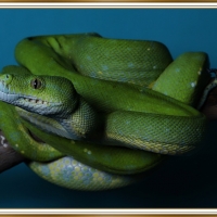 GREEN SNAKE