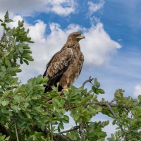 Eagle Snake