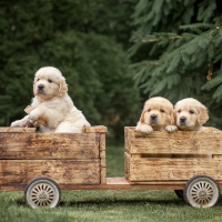 Golden Retrievers out for a ride