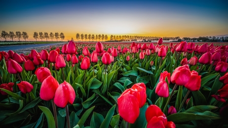 Tulips field at sunrise - morning, field, red, sky, beautiful, flowers, tulips, sunrise