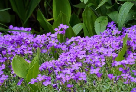 Purple blooms - tavaszi, kivirul, lila virag, termeszet, fu, novenyzet