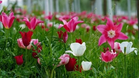 Blooming colorful tulips - Tulipanok, termeszet, viragok, viragzik, szines, tavaszi