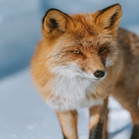 Fox