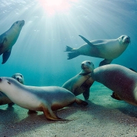 Australian Sea Lion