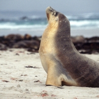 Australian Sea Lion